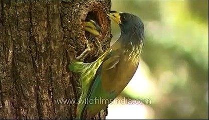 Great Himalayan Barbet (Megalaima virens)