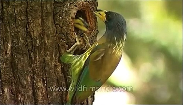 Great Himalayan Barbet (Megalaima virens)