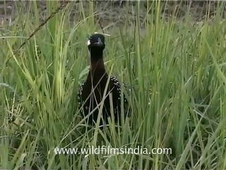 Pallas' Fishing Eagle, Indian Pied Hornbill and other exciting birds!