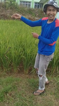 Mancing mania, mancing belut sawah