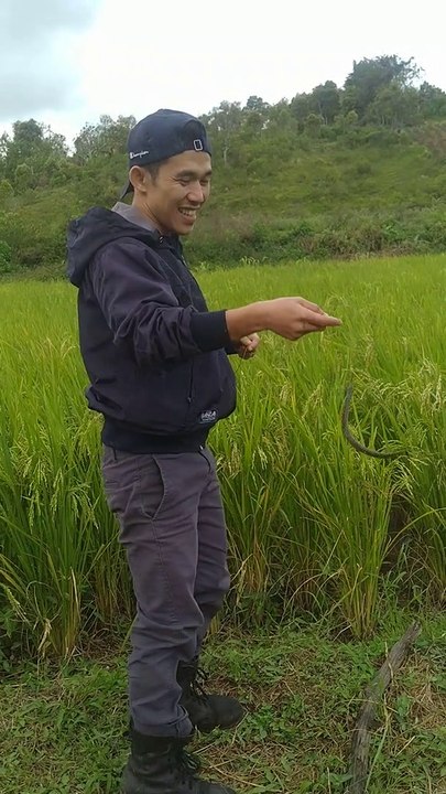 Perlawanan hebat sang belut sawah