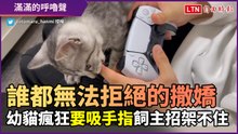 幼貓瘋狂呼嚕吸手指！無法拒絕的撒嬌　看起來超幸福