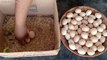 50 chicks with one hen - Hen Harvesting Eggs to Chicks - Chicks growth results