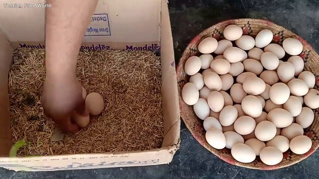 50 chicks with one hen - Hen Harvesting Eggs to Chicks - Chicks growth results
