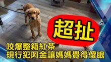 咬爆整箱紅茶 現行犯阿金讓媽媽覺得傻眼