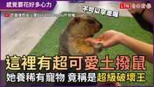 這裡有超可愛土撥鼠！ 她養稀有寵物 竟稱是「超級破壞王」