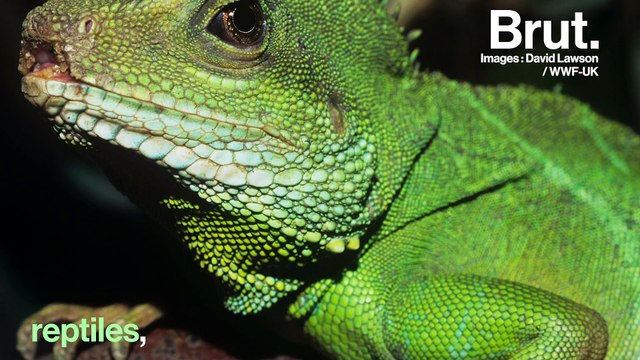 Si les moustiques disparaissaient...