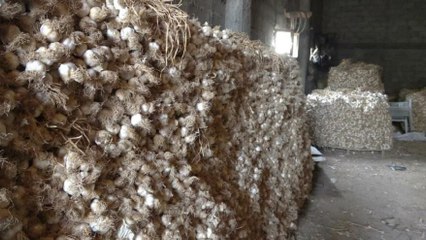 Pandemide gramla satılıyordu bu yıl depolarda kaldı