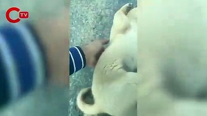 Yaralı köpeğe yardım etti, sosyal medyada gündem oldu