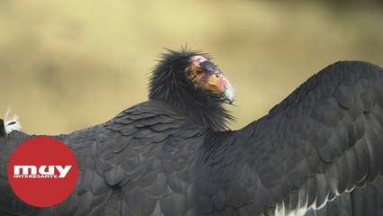 Dos cóndores hembra se reproducen de forma asexual pese a tener machos cerca