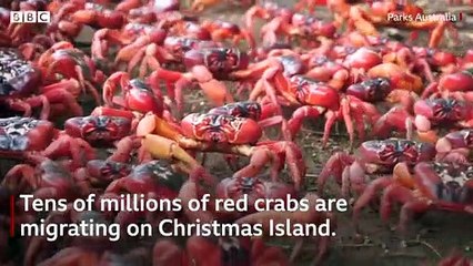 Une île envahie par des millions de crabes rouges