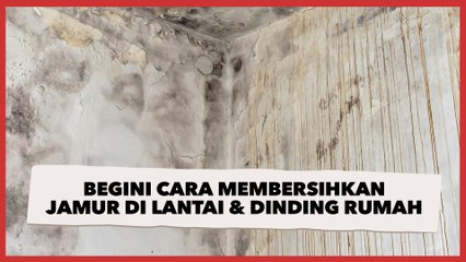 Begini Cara Membersihkan Jamur di Rumah, Mulai dari Lantai Keramik hingga Dinding Kayu