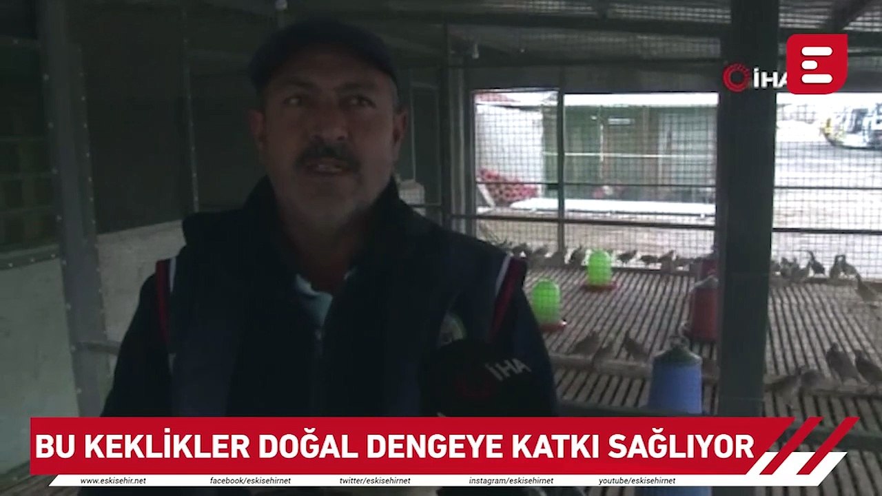Bu keklikler doğal dengeye katkı sağlıyor