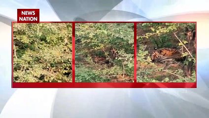 घने जंगल में बाघ की अठखेलियों का मनमोहक दृश्य