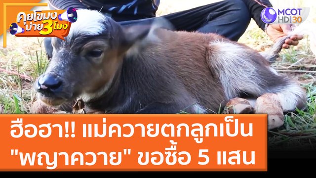 ฮือฮา!! แม่ควายตกลูกเป็น พญาควาย ขอซื้อ 5 แสน (26 พ.ย. 64) คุยโขมงบ่าย 3 โมง