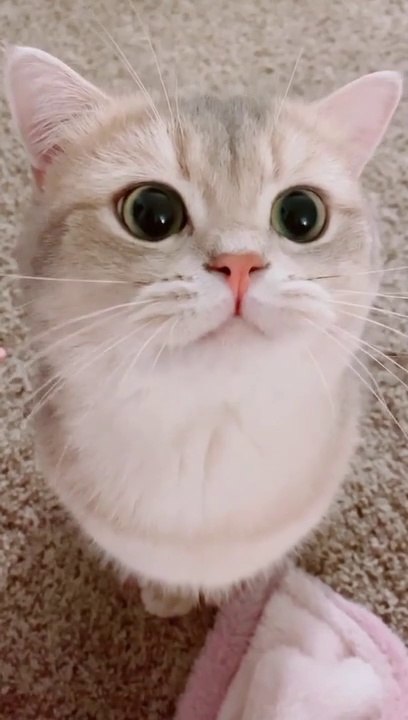 Cats funny