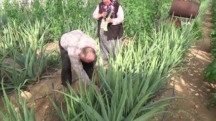 Son dakika haber: Sebzeden yeterli parayı kazanamayınca serasında aloe veraya yöneldi