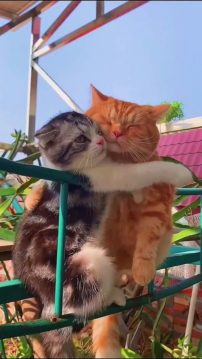 Romantis sekali kedua kucing ini