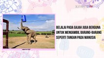 Apakah Gajah Dapat Bertahan Hidup Tanpa Belalai?