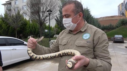 TikTok'tan paylaştığı piton yılanı başına dert oldu: 8 bin 692 lira ceza yedi