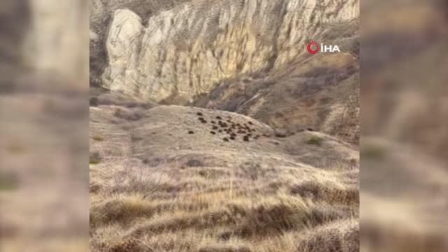 Doğa fotoğrafçısı, vaşak görüntülemeyi umarken domuz sürüsüyle karşılaştı...O anlar kameraya yansıdı