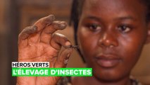 Héros verts : l'élevage d'insectes