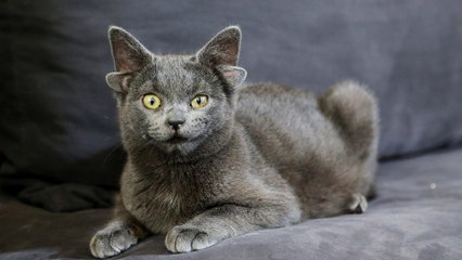 Kitten with four ears becomes internet sensation