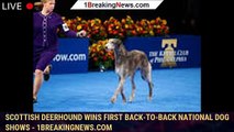 Scottish deerhound wins first back-to-back National Dog Shows - 1breakingnews.com