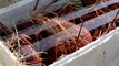 Smuggled live lobsters in US$1.3 million seafood haul seized in Hong Kong after high-speed chase