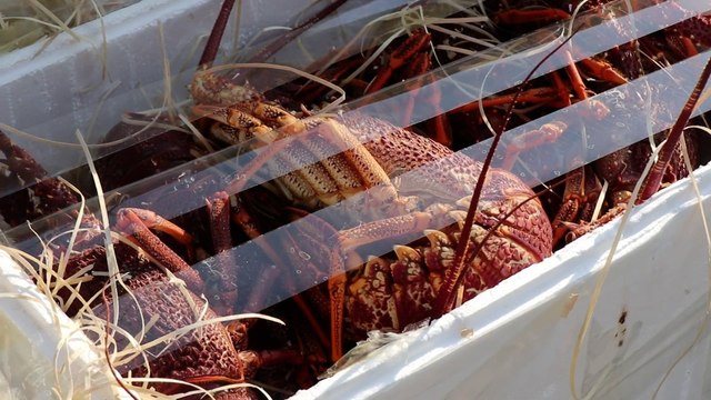 Smuggled live lobsters in US$1.3 million seafood haul seized in Hong Kong after high-speed chase