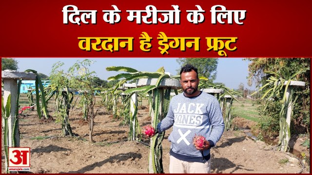 स्वास्थ्य वर्धक ड्रैगन फ्रूट उगाकर मुश्ताक ने चमकाई किस्मत | Dragon Fruit Farming Una Himachal |