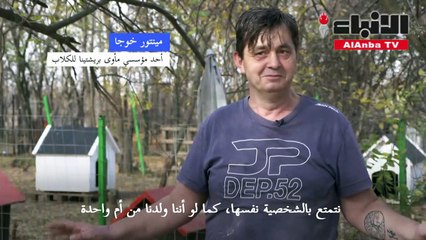 مساعدة الكلاب الشاردة في كوسوفو قضية وحدت ألبانياً وصربياً