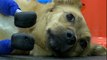 Russie: un vétérinaire greffe quatre pattes artificielles à une chienne martyrisée