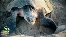 El cambio climático golpea la anidación de la tortuga golfina en Oaxaca
