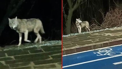 İlçe merkezine inen kurt kamerada! Vatandaşların sık kullandığı kaldırımda öylece bekledi