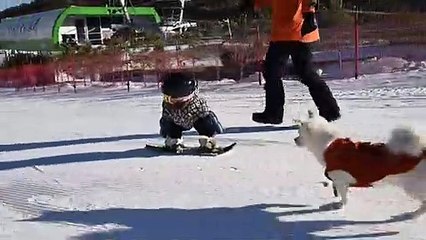 Bebê snowboarder rouba corações e manchetes na China