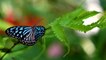 Le mystère des couleurs des ailes de papillons résolu ?