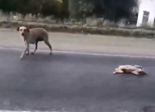 Yürekleri ısıtan görüntü! Anne köpek, önce yavrusu için çırpındı sonra sevinçten ne yapacağını bilemedi