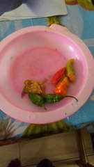 astuce cuisine Ivoirienne (Afrique)