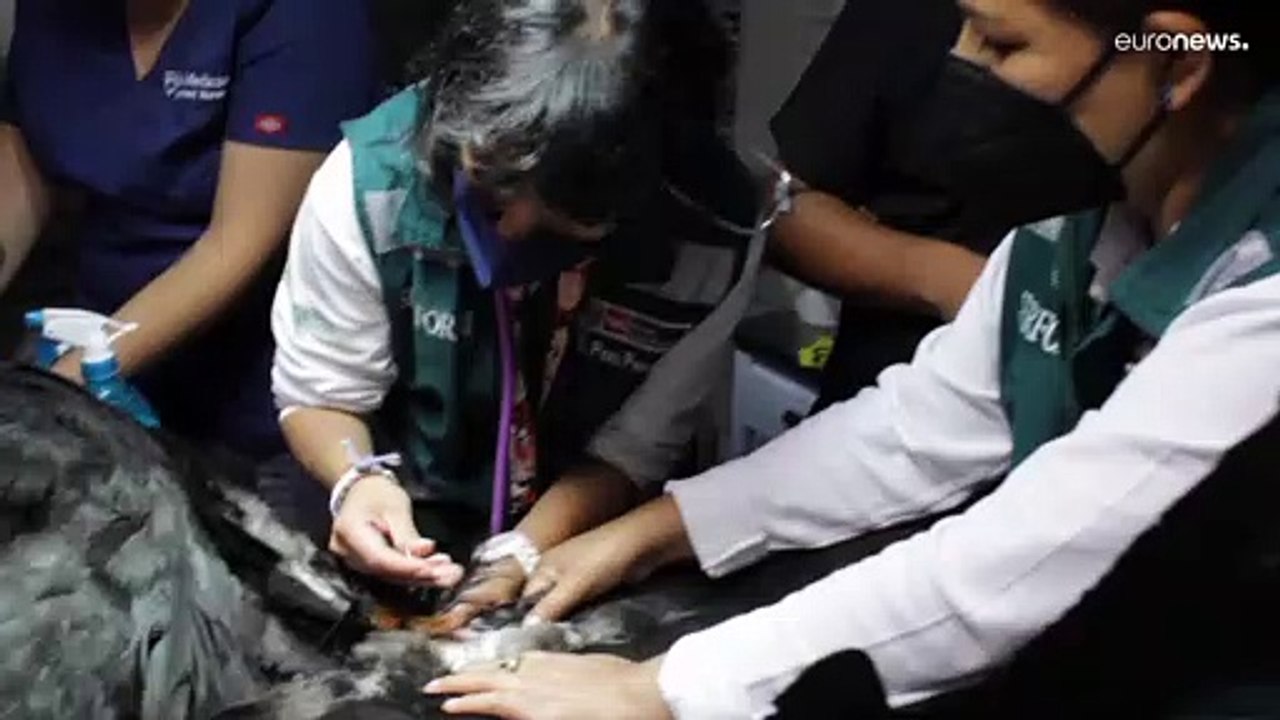 Vergifteter Kondor Sinchi in Peru fliegt wieder