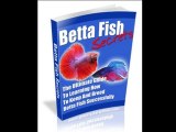 Betta Fish Care - The Better Guide To Betta Fish Care