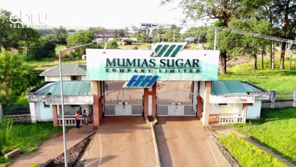 Kampuni Ya Mumias Inatarajiwa Kupata Mwekezaji Mpya Hivi Karibuni