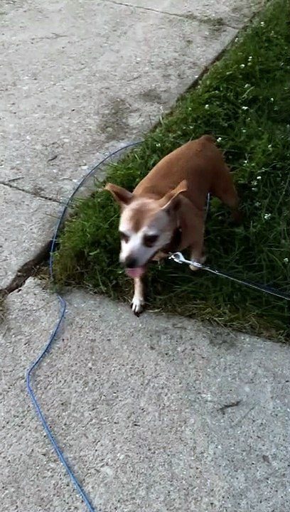 Tiny Puppy Pulling Pup on Leash Gets Overpowered