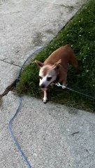 Tiny Puppy Pulling Pup on Leash Gets Overpowered