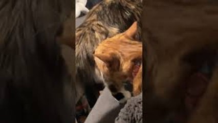 Cat Gets Face Full of Fart