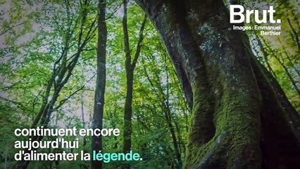 Brocéliande : la forêt légendaire du roi Arthur