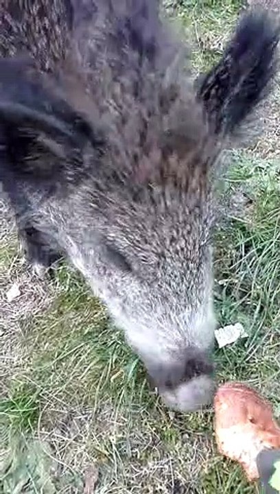 Wild Boar Eating Bread