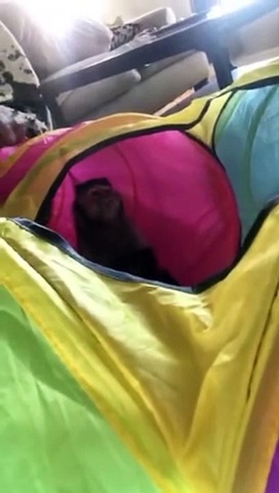 Playin in my tunnel from Mrs. Anne! ❤️ Ann Flick