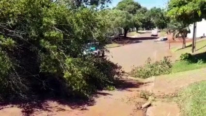 Queda de grande árvore no Santos Dumont deixa via interditada