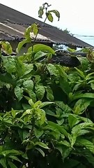 Cobra com mais de um metro aparece no quintal de morador de Florianópolis; assista ao vídeo